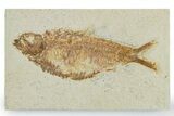 Detailed Fossil Fish (Knightia alta) - Wyoming #357660-1